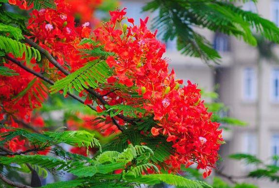 Viết cho ngày đầu tiên học sinh trở lại mái trường 